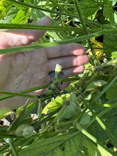 Up-close photo of a cluster of green stink bug nymphs