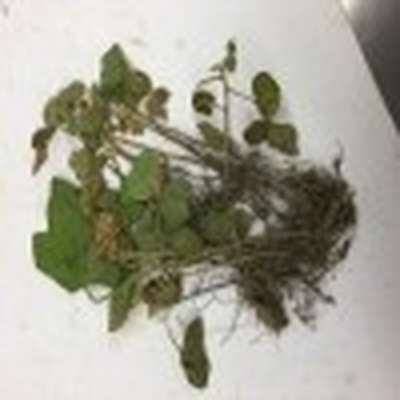 Broad photo of multiple soybean plants showing damage to the whole plant
