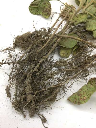 Close-up photo of soybean stubby roots