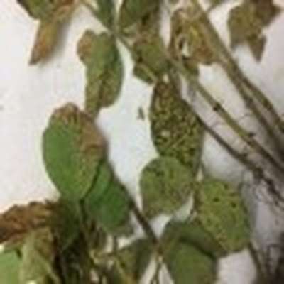 Up-close photo of soybean plant showing necrotic leaves