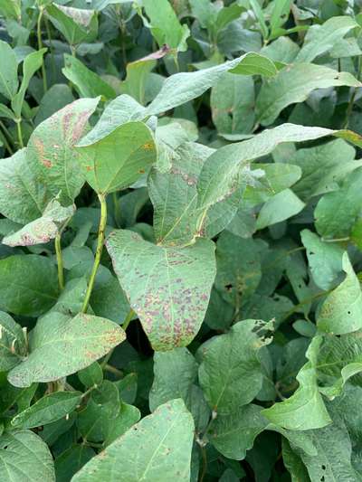 Up-close photo of multiple soybean leaves with a bronzing leaf discoloration