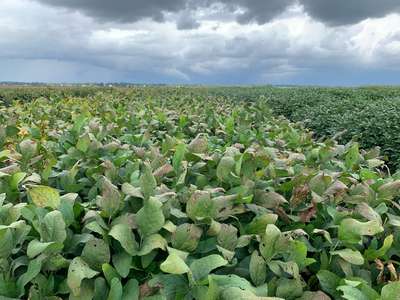 Broad photo of soybean plots of all plants showing bronzing leaf discoloration