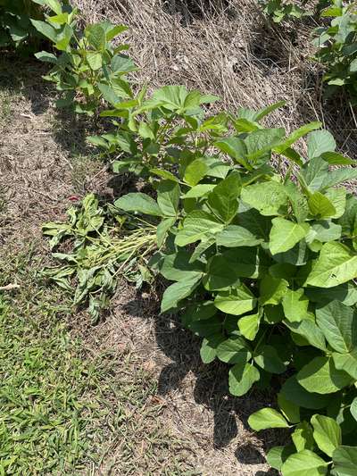 Multiple soybean plants on ground from broken lower stems