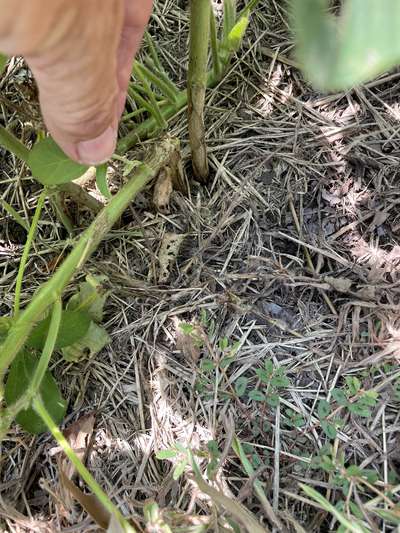 Up-close of broken off soybean stem