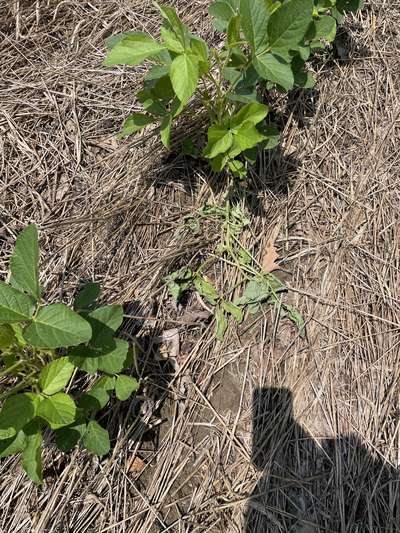Multiple soybean plants on ground from broken lower stem