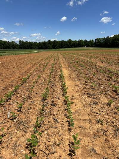 Broad photo of a soybean field showing healthy plants and eaten plants at the stem.
