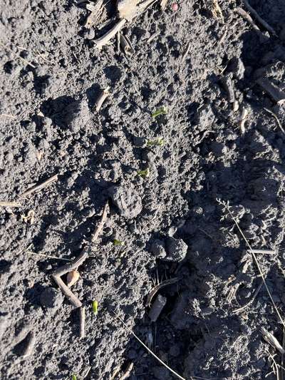 Photo of multiple soybean plants eaten off below the cotyledonary node.