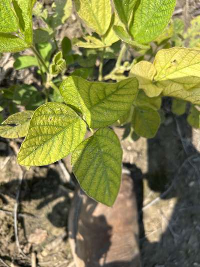 Up-close photo of soybean leaves showing interveinal chlorosis