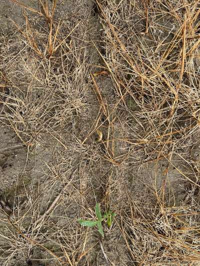 Multiple soybean seedlings with brown hooked hypocotyl