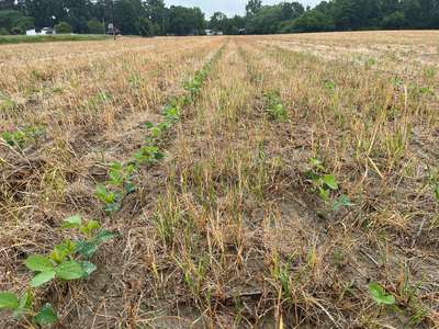 Broad photo of multiple soybean plants with areas missing in strips