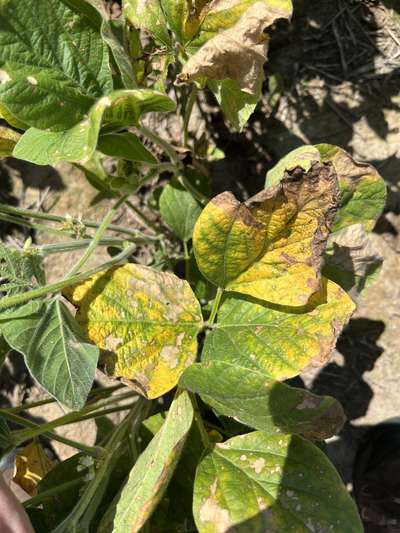 Up-close photo of soybean leaves yellow in color.