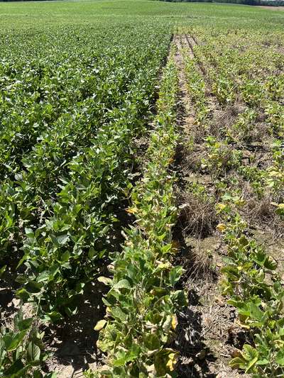 Broad photo of multiple soybean plants with chlorosis.