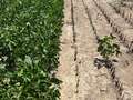 Broad photo of multiple dead soybean plants in strips of rows.