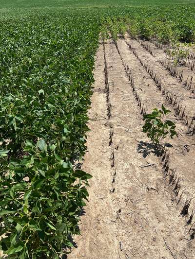 Broad photo of multiple dead soybean plants in strips of rows.