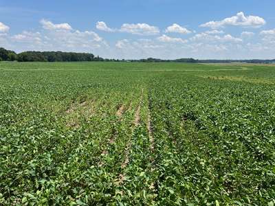 Broad photo of a soybean field showing wilted and yellowing plants.