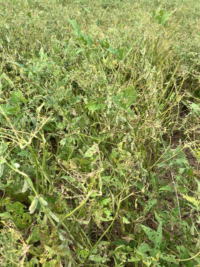 Up-close photo of soybean plants showing intensive defoliation