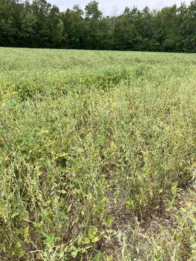 Broad photo of multiple soybean plants with almost 100% defoliation