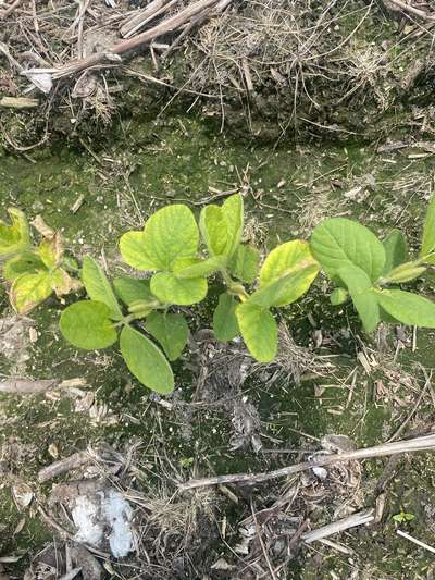 Multiple soybean plants with yellowing of older leaves