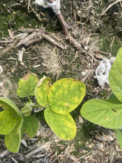 Up-close of a soybean plant with yellowing of older leaves