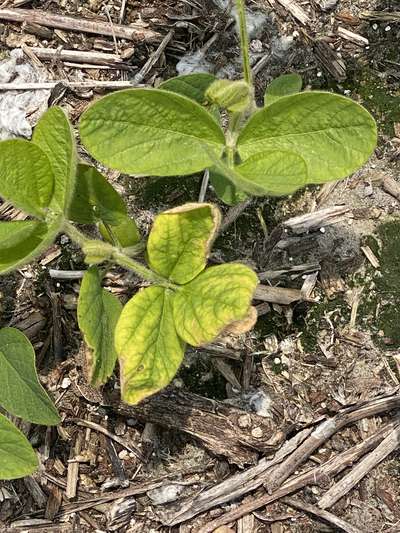 Second up-close view of soybean plants with yellowing of older leaves