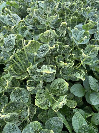 Up-close photo of multiple soybean leaves with curled yellow discoloration.