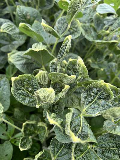 Up-close photo of multiple soybean leaves with curled yellow discoloration.