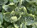 Up-close photo of multiple soybean leaves with curled yellow discoloration.