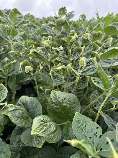 Up-close photo of multiple soybean leaves with curled yellow discoloration.