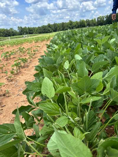 Up-close photo of multiple soybean plants that are eaten at the stems and leaves.