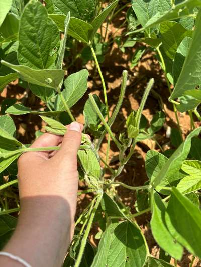 Up-close photo of a soybean plant that is eaten at the stems and leaves.