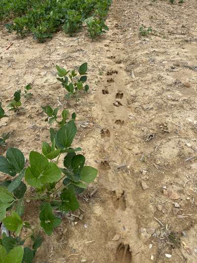 Broad photo of deer tracks in a soybean field.