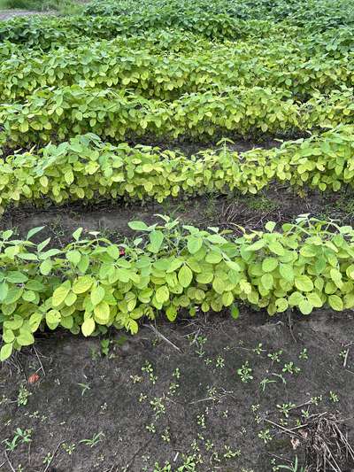 Broad view of multiple soybean plants showing pale yellow color throughout plant
