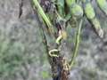 Up-close photo of a soybean pod that is sprouting from the seed inside.