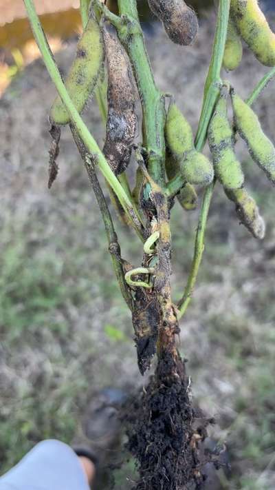 Up-close photo of a soybean pod that is sprouting from the seed inside.