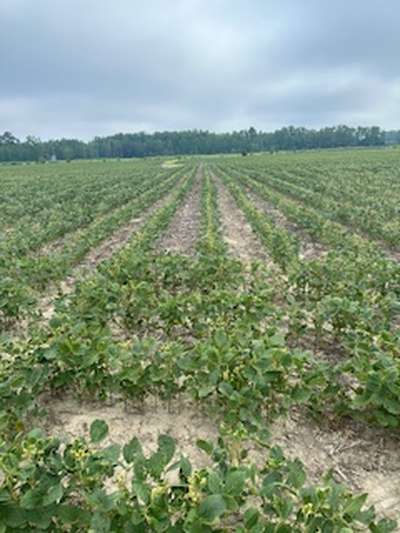 Broad photo of multiple soybean plants showing curled yellow leaves.