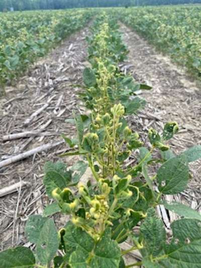 Broad photo of multiple soybean plants showing curled yellow leaves.