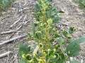 Broad photo of multiple soybean plants showing curled yellow leaves.