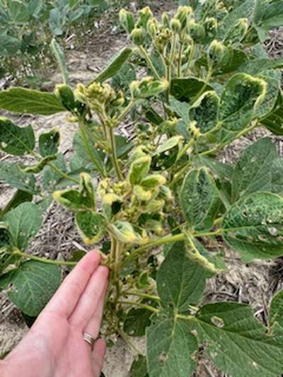 Up-close photo of a soybean plant showing curled yellow leaves.