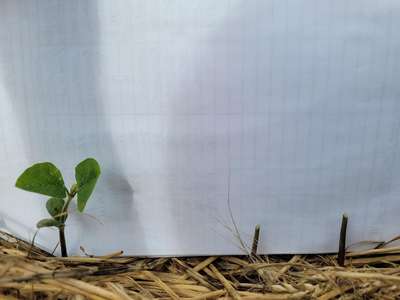 Multiple soybean plants eaten below cotyledonary node