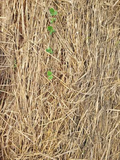 Broad photo of multiple soybean plants with deer feeding damage