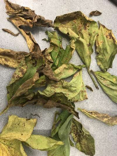 Up-close photo of multiple soybean leaves with a bronzing and necrotic leaf discoloration