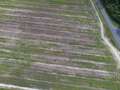 Broad photo of soybean field showing patches of dieback and discoloration