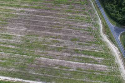 Broad photo of soybean field showing patches of dieback and discoloration