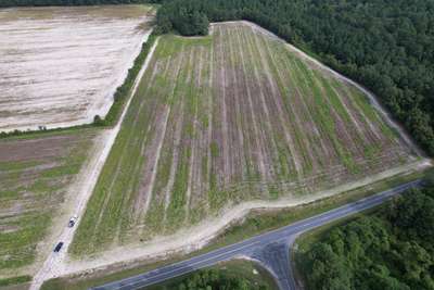 Broad photo of soybean field showing patches of dieback and discoloration