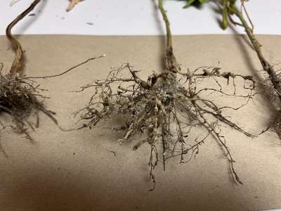 Up-close photo of soybean roots with galling