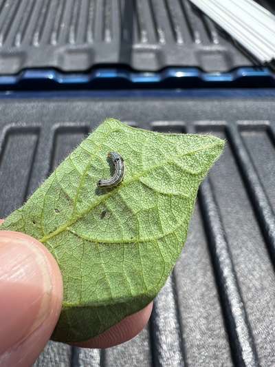 Up-close photo of armyworm on soybean leaf