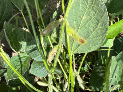 Photo of soybean plant with
