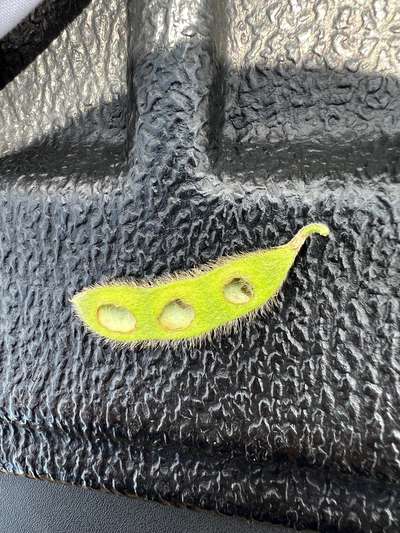 Up-close photo of soybean pod fed on