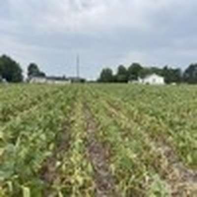 Broad photo of soybean field showing patchy areas of wilting