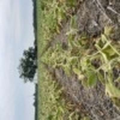 Broad photo of soybean field showing patchy areas of wilting